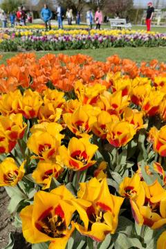 Spomladanska razstava cvetja in tulipanov Arboretum Volčji Potok Foto Mateja Račevski-6